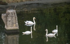 Swans In Amstel River Canal