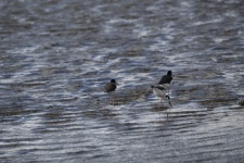 Stilt Birds In Wetlands