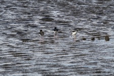 Stilt Birds in Wetlands