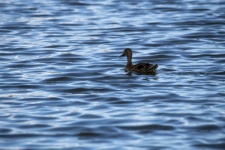 Ente in einem Teich