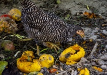 Autumn Fall Chicken And Papaya