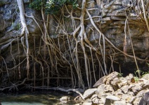 Tree Roots On Rocky Cliffs