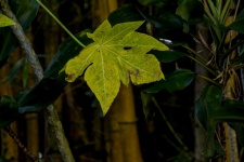 Leaf In Tropical Forest