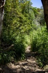 Ruta de senderismo del bosque tropical
