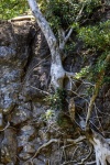 Tree Roots Growing On Rocky Cliff