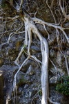 Tree Roots Growing On Rocky Cliff