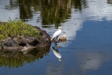 Snowy egret reflection in water
