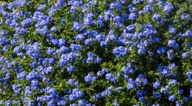 Cape plumbago blue flowers