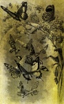 Desenho de borboleta vintage