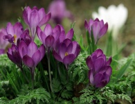 Фиолетовый цветок крокусов