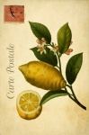 Винтажная французская открытка с лимонам