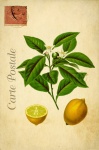 Винтажная французская открытка с лимонам