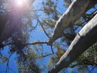 Lensflare toegevoegd aan boomtoppen