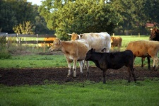 Rebaño de vacas de ganado Limousin