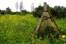 Stâlp vechi de gard în pajiște cu flori 