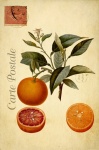 Винтажная французская открытка с апельси