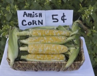 Bio Amish kukuřice