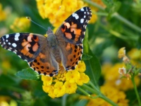 Painted Lady Orange Butterfly