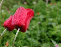 Par de flores de amapola roja