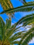 Palm tree leaves and sky