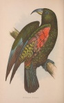Papegaai Vintage Vogelkunst