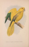 Papegaai Vintage Vogelkunst