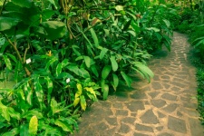 Path in a tropical greenhouse