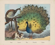 Peacock Vintage Art