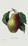 Pear Fruit Vintage Art