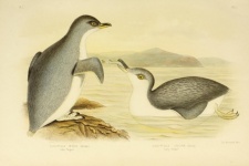 Penguin Vintage Art Poster