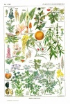 植物の花植物ポスター