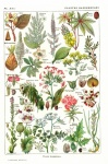 植物の花植物ポスター