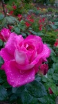Roze roos met regendruppels
