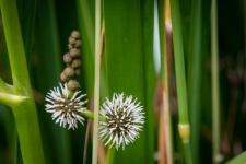 Planta, Sparganium Erectum