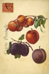 Plums Vintage French Postcard