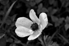 Fleur de pavot en noir et blanc