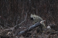Porcupine In The Forest