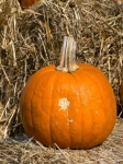 Pumpkin on a hay bale