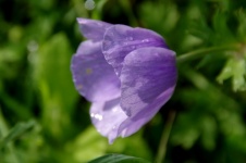 Flor de amapola morada con gotas de agua