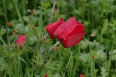 Flori roșii de mac în câmp