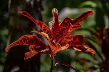 Красное тропическое растение