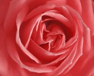 Rose flower blossom red
