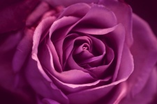 Розовый цветок розы