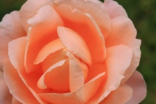 Rose flower with orange petals