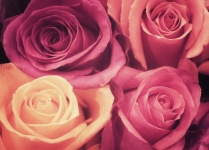 Trandafiri Înflori Flori Macro