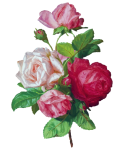 Růže kytice akvarelem