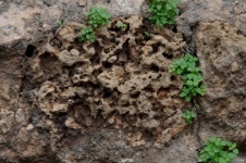 Grobes Detail des Felsens mit Pflanzen