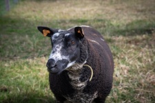 Sheep, Farm Animal, Mammal