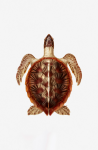 Turtle Clipart Vintage Art