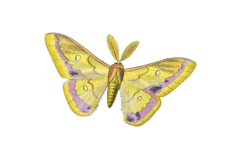 Arte vintage mariposa borboleta